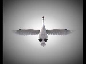 swan bird pbr rigged low poly 3D Model