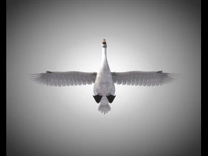 swan bird pbr rigged low poly 3D Model