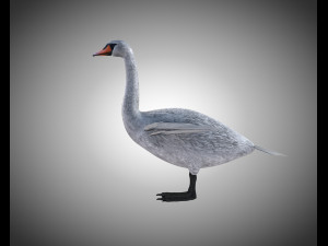 swan bird pbr rigged low poly 3D Model