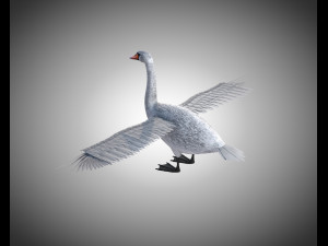 swan bird pbr rigged low poly 3D Model