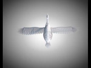 swan bird pbr rigged low poly 3D Model