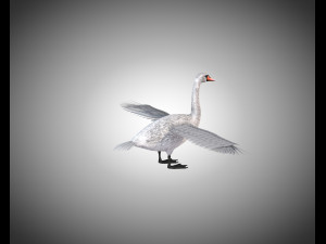 swan bird pbr rigged low poly 3D Model