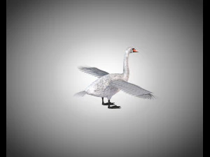 swan bird pbr rigged low poly 3D Model