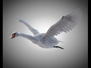 swan bird pbr rigged low poly 3D Model