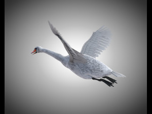 swan bird pbr rigged low poly 3D Model