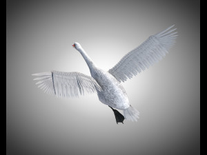 swan bird pbr rigged low poly 3D Model