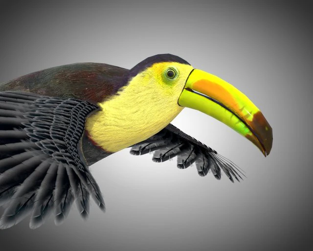 toucan bird pbr rigged low poly 3D Model .c4d .max .obj .3ds .fbx .stl .blend