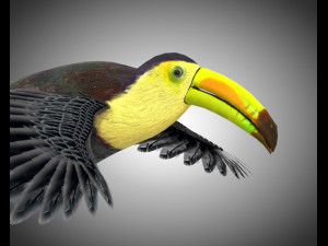 toucan bird pbr rigged low poly Modelo 3D