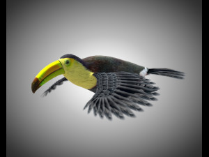 toucan bird pbr rigged low poly 3D 모델