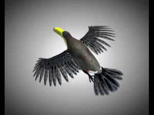 toucan bird pbr rigged low poly 3D Model