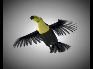 toucan bird pbr rigged low poly 3D Model