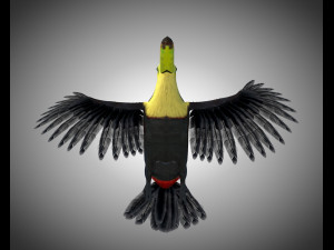 toucan bird pbr rigged low poly 3D 모델
