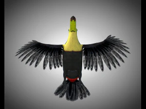 toucan bird pbr rigged low poly 3D Model