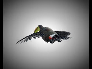 toucan bird pbr rigged low poly 3D 모델