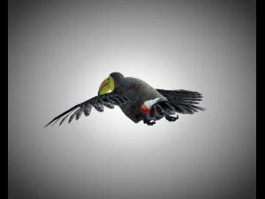 toucan bird pbr rigged low poly 3D Model