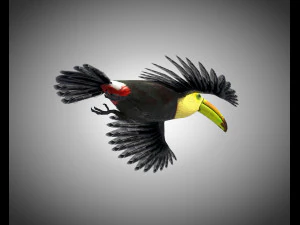 toucan bird pbr rigged low poly 3D Model