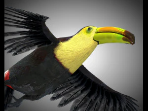 toucan bird pbr rigged low poly 3D Model