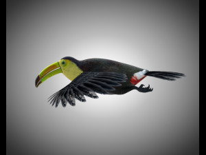 toucan bird pbr rigged low poly 3D 모델