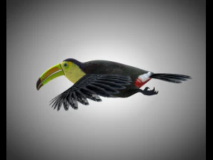 toucan bird pbr rigged low poly 3D Model