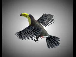 toucan bird pbr rigged low poly 3D Model