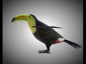 toucan bird pbr rigged low poly 3D Model