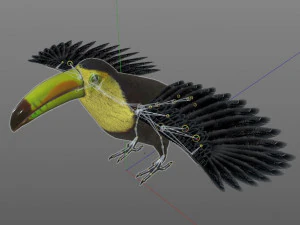 toucan bird pbr rigged low poly 3D Model