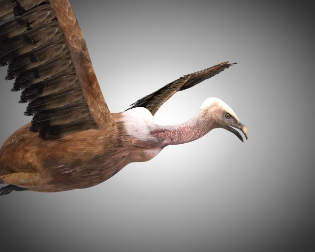 vulture bird pbr rigged low poly 3D मॉडल .c4d .max .obj .3ds .fbx .stl .blend 