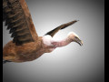 Vulture Bird PBR Rigged Low poly 3D Model