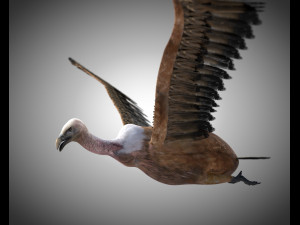 vulture bird pbr rigged low poly 3D मॉडल