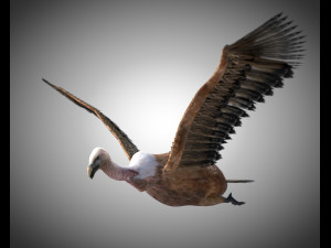 vulture bird pbr rigged low poly 3D मॉडल