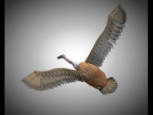 vulture bird pbr rigged low poly 3D मॉडल