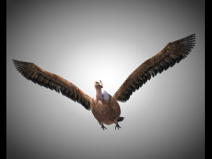 vulture bird pbr rigged low poly 3D मॉडल