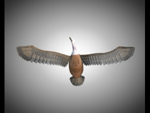 vulture bird pbr rigged low poly 3D मॉडल
