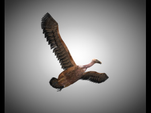 vulture bird pbr rigged low poly 3D मॉडल