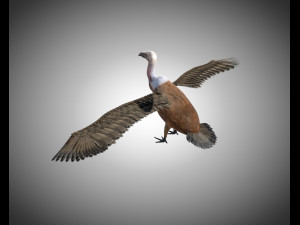 vulture bird pbr rigged low poly 3D मॉडल