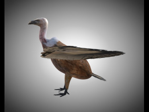 vulture bird pbr rigged low poly 3D मॉडल