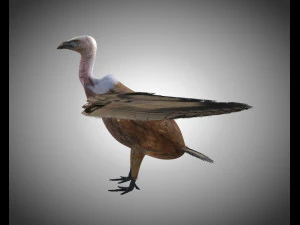 vulture bird pbr rigged low poly 3D Model