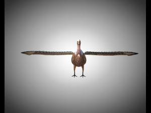 vulture bird pbr rigged low poly 3D मॉडल