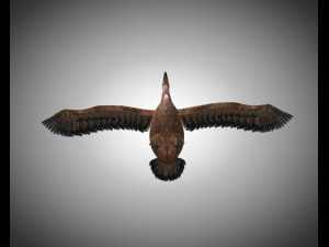 vulture bird pbr rigged low poly 3D मॉडल