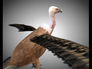 vulture bird pbr rigged low poly 3D मॉडल