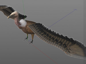 vulture bird pbr rigged low poly 3D मॉडल