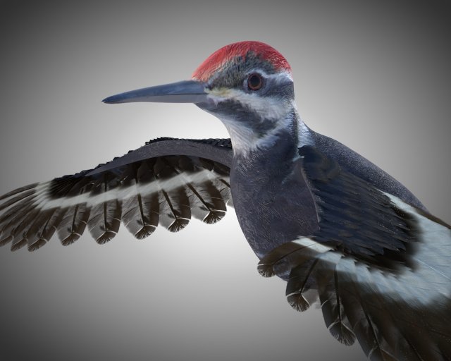 woodpecker bird pbr rigged low poly 3Dモデル .c4d .max .obj .3ds .fbx .stl .blend 