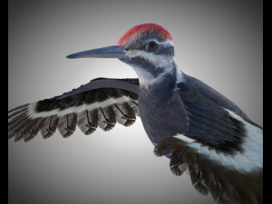 woodpecker bird pbr rigged low poly 3D Model
