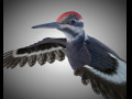 Woodpecker Bird PBR Rigged Low poly 3D Model