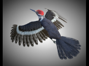 woodpecker bird pbr rigged low poly 3Dモデル