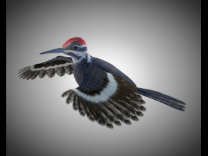 woodpecker bird pbr rigged low poly 3Dモデル