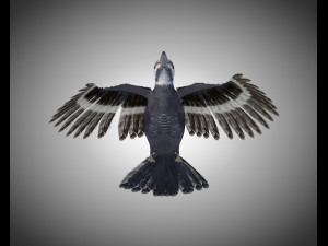 woodpecker bird pbr rigged low poly 3Dモデル