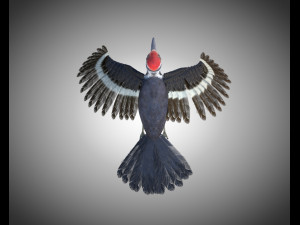 woodpecker bird pbr rigged low poly 3Dモデル