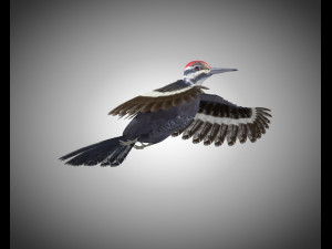 woodpecker bird pbr rigged low poly 3Dモデル