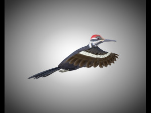woodpecker bird pbr rigged low poly 3Dモデル